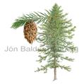 Douglas fir